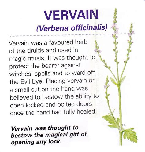 Harnessing the Energy of Verbena for Practical Magic